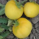 Peach Tomato Heirloom Seeds 50 Seeds Fresh Garden