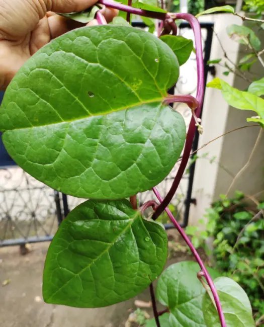 Spinach Malabar Red 100 Seeds Heirloom Vegetable Spinach Alternative Fresh Garden