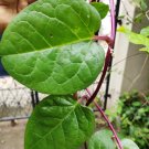 Spinach Malabar Red 100 Seeds Heirloom Vegetable Spinach Alternative Fresh Garden