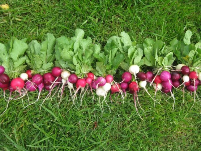 Easter Egg Radish Heirloom Seeds 250 Seeds Fresh Garden
