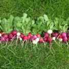 Easter Egg Radish Heirloom Seeds 250 Seeds Fresh Garden
