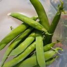 Peas Green Arrow 25 Seeds Heirloom Vegetable Open Pollinated Fresh Garden