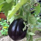 Eggplant Black Beauty 50 Seeds Heirloom Vegetable Fresh Garden