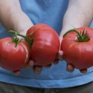 Tomato Brandywine Red 50 Seeds Heirloom Vegetable Fresh Garden
