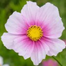 150 Daydream Cosmos Bipinnatus Flower Seeds Fresh Garden