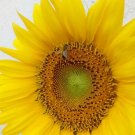 100 Seeds Black Oil Sunflower Helianthus Annuus Yellow Hummingbird Bird Flower Fresh Garden