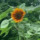 Sunflower Velvet Queen 25 Seeds Heirloom Flower Fresh Garden