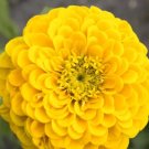 Zinnia Canary Bird 100 Seeds Heirloom Flower Bright Yellow Blooms Fresh Garden