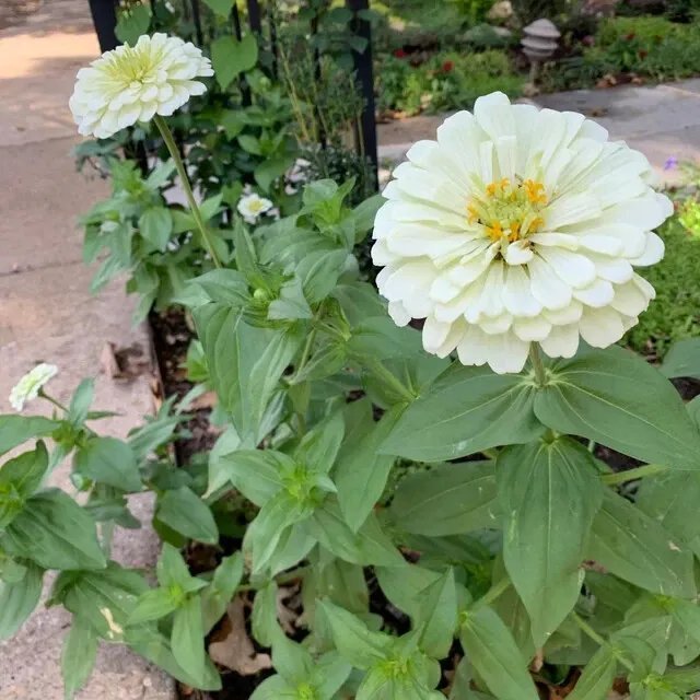 250 White Polar Bear Zinnia Elegans Flower Seeds Fresh Garden
