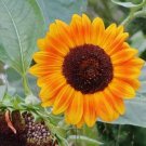 Sunflower Autumn Beauty 25 Seeds Heirloom Flower Fresh Garden