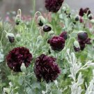 500 Black Double Peony Poppy Flower Seeds Fresh Garden