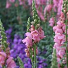 1000+ Heirloom Snapdragon Flower Seeds Fresh Garden
