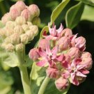 Milkweed Showy Seeds Heirloom Flower (Asclepias Speciosa) 50 Seeds Fresh Garden