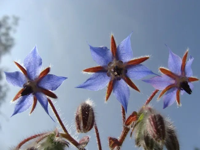 Borage Blue 100 Seeds Heirloom Culinary & Medicinal Herb Fresh Garden