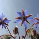 Borage Blue 100 Seeds Heirloom Culinary & Medicinal Herb Fresh Garden