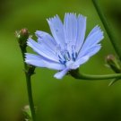 1000 Chicory Seeds Blue Dandelion Perennial Medicinal Herb Fresh Garden