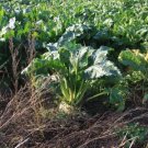 50 Seeds Sugar Beet Heirloom Non Gmo Fresh Garden