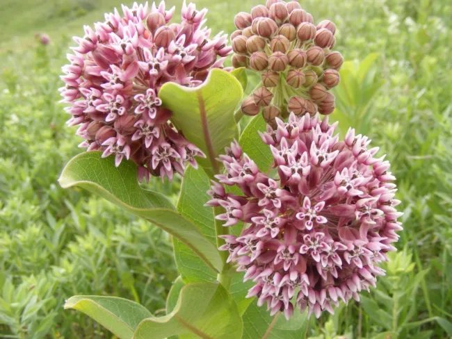 50 Common Milkweed Seeds Help Save The Monarch Butterfly Asclepias Syriaca Fresh Garden