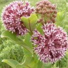 50 Common Milkweed Seeds Help Save The Monarch Butterfly Asclepias Syriaca Fresh Garden