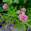 Swamp Milkweed Seeds Asclepias Incarnata 100 Seeds Fresh Garden