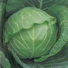 Cabbage Copenhagen Market 100 Seeds Heirloom Vegetable Open Pollinated Fresh Garden