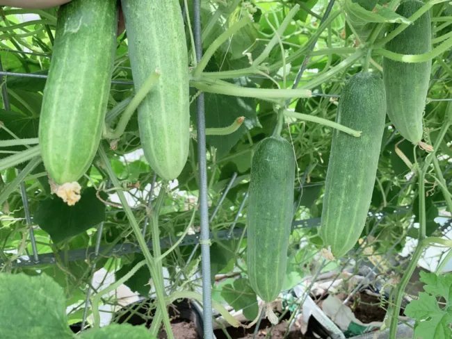 Heirloom Cucumber Spacemaster Seeds Cucumis Sativus 30 Seeds Fresh Garden