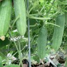 Heirloom Cucumber Spacemaster Seeds Cucumis Sativus 30 Seeds Fresh Garden