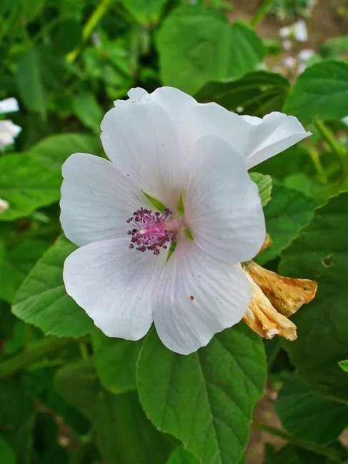 Marshmallow Heirloom Seeds Ancient Medicinal & Culinary Herb 50 Seeds Fresh Garden
