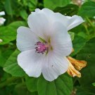 Marshmallow Heirloom Seeds Ancient Medicinal & Culinary Herb 50 Seeds Fresh Garden