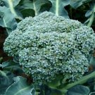 1000 Seeeds Organic De Cicco Broccoli Di Cicco Brassica Oleracea Capitata Fresh Garden