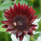 25 Chocolate Cherry Sunflower Helianthus Annuus Red & Brown Flower Seeds Fresh Garden
