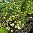 German Chamomile Herb Heirloom Seeds 400 Seeds Fresh Garden