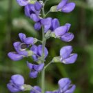 Indigo Blue Wild Heirloom Seeds Brilliant Blue And Purple Blooms 35 Seeds Fresh Garden