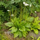 Plantain Common 100 Seeds Culinary & Medicinal Herb Fresh Garden