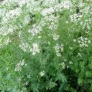 500 Seeds Organic Cumin Cuminum Cyminum Herb Flower Fresh Garden