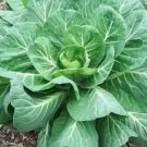 2000 Seeds Georgia Collards (Southern Or Walking Collards) Fresh Garden