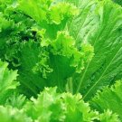Mustard Southern Giant Seeds Heirloom Greens Aas Winner 250 Seeds Fresh Garden