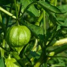 Tomatillo Verde Rio Grande Heirloom Seeds Nongmo Physalis Ixocarpa 50Seed Fresh Garden