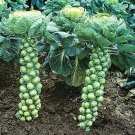 Brussels Sprouts Catskill 500 Seeds Heirloom Vegetable Fresh Garden