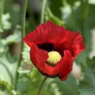 100 Red Turkish Poppy Heirloom Somniferum Flower Seeds Fresh Garden