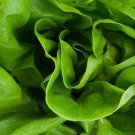 Lettuce Buttercrunch 500 Seeds Heirloom Vegetable Open Pollinated Fresh Garden