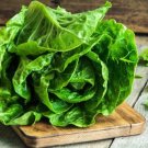 3000 Little Gem Lettuce Small Romaine Butterhead Lactuca Sativa Vegetable Seeds Fresh Garden