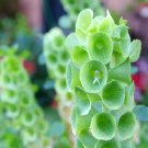 Bells Of Ireland Heirloom Seeds Sow Spring Or Fall Gmo Free 100 Seeds Fresh Garden