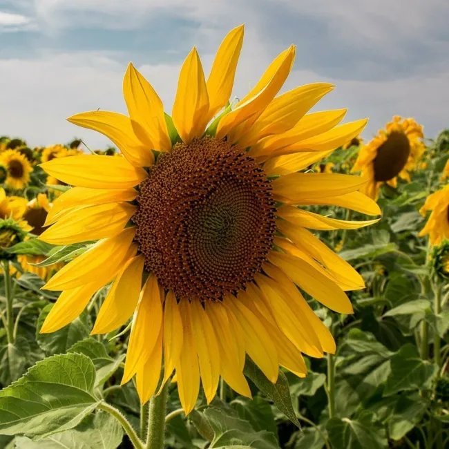 75 Seeds Mammoth Grey Stripe Sunflower Helianthus Annuus Flower Fresh Garden