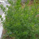 Sweet Annie Heirloom Seeds Medicinal Herb Gmo Free 50 Seeds Fresh Garden