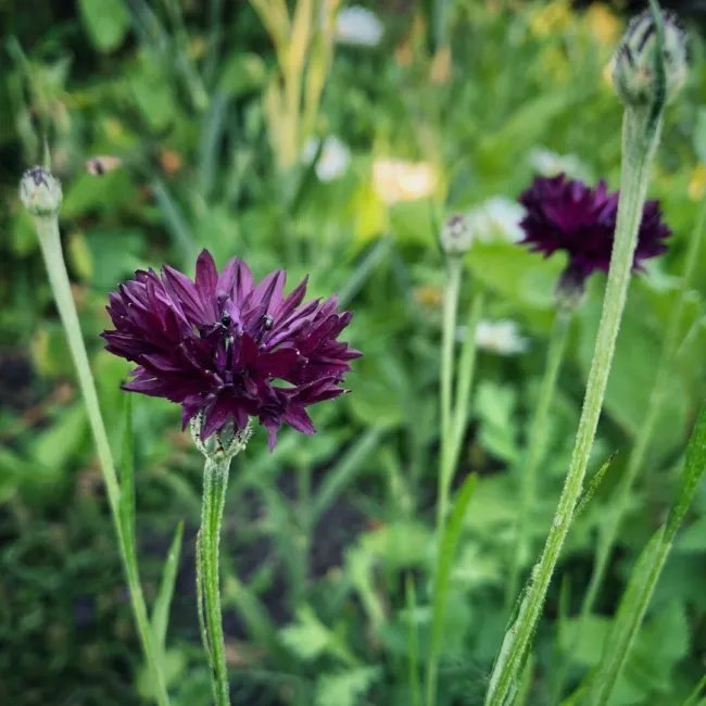 Cornflower Black Bachelor'S Button Heirloom Seeds 100 Seeds Fresh Garden