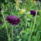 Cornflower Black Bachelor'S Button Heirloom Seeds 100 Seeds Fresh Garden