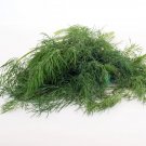 Dill Mammoth Long Island Heirloom Seeds Culinary Herb Nongmo 200 Seeds Fresh Garden
