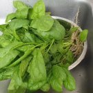Spinach Bloomsdale 150 Seeds Heirloom Vegetable Open Pollinated Non Gmo Fresh Garden