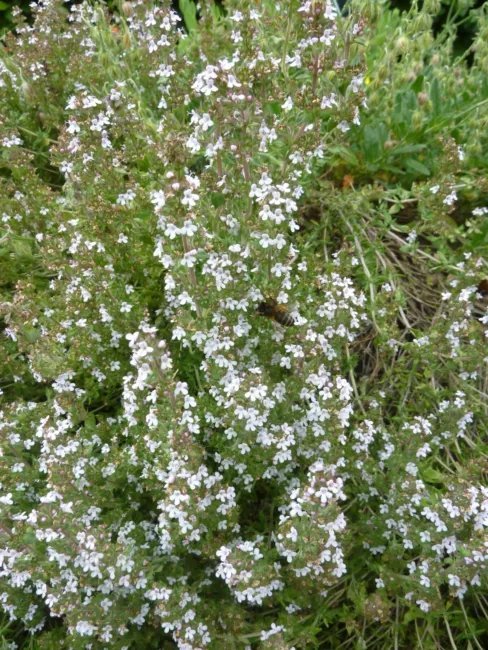 Thyme Common Heirloom Seeds Medicinal & Culinary Herb Gmo Free 50 Seeds Fresh Garden